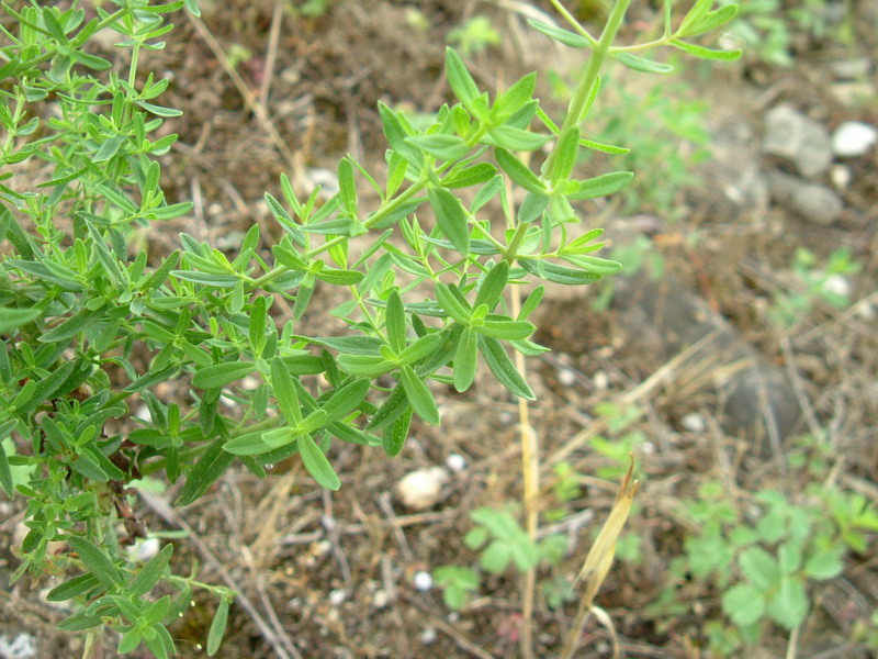 Fiori di greto 2 Hypericum perforatum